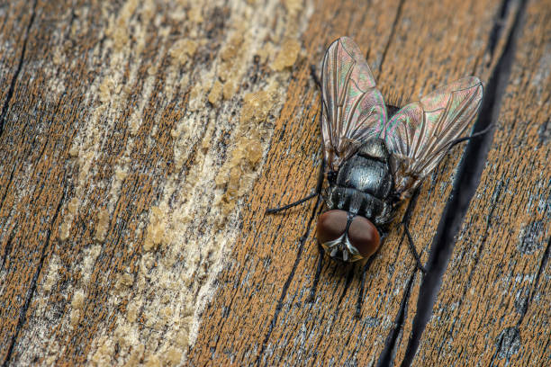 mouche vue de près